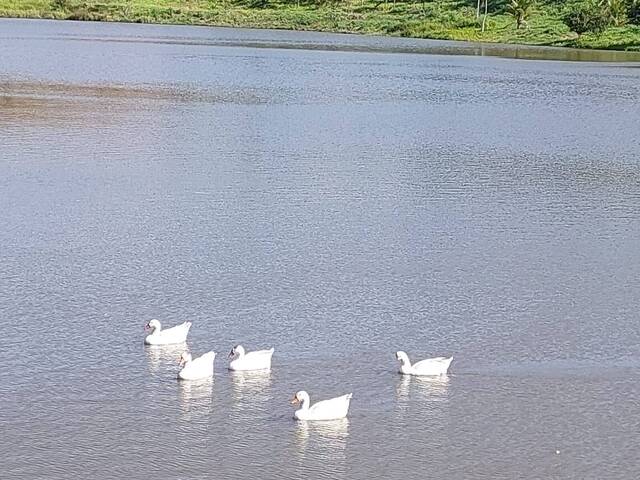 LAGOA
