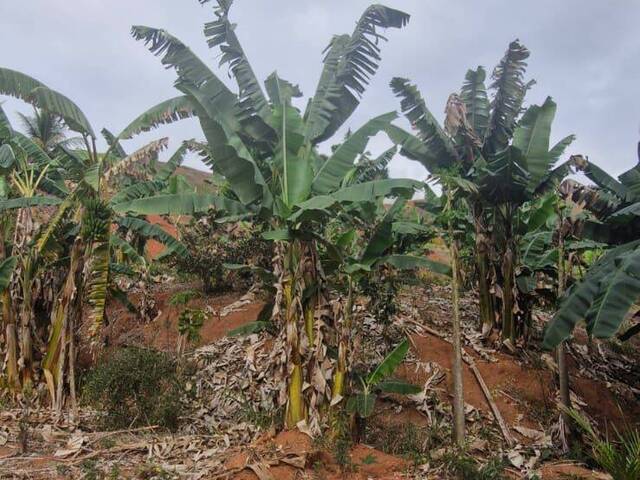 #815 - Área para Venda em Visconde do Rio Branco - MG